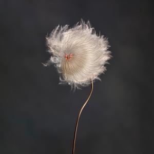 Clematis Revival 0101