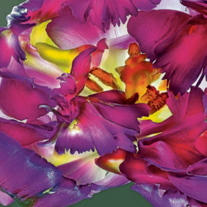 Rhen Neckar Zeitung • As if the flowers could speak