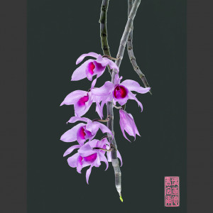 Dendrobium Anosmum