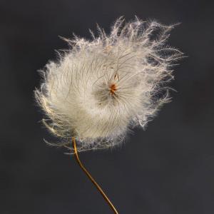 Clematis Morphing