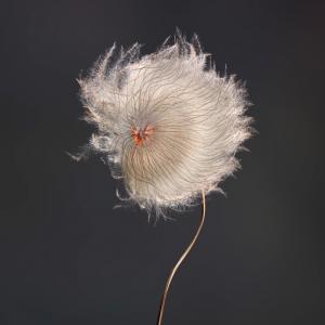 Clematis Revival 01 01 N-C