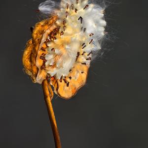 Asclepia 02020 C