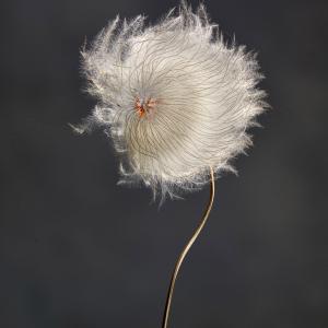 Clematis Revival 0101