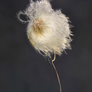 Clematis Revival 0103
