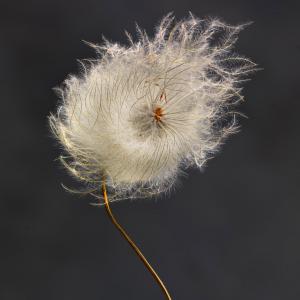 Clematis Revival 0104B