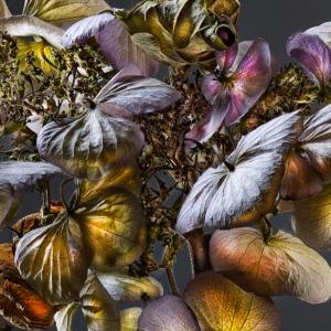 Hydrangea 02C
