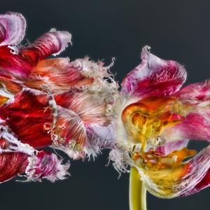 Papagaien Tulpen 01B