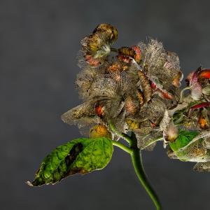 Hydrangea PZ01B