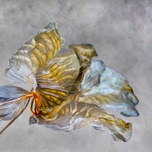 Rosemary Wolken 0X