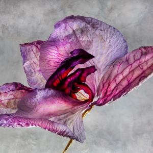 Rosemary Wolken 0Y