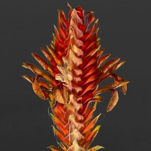 Aphelandra Flava