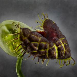 Aristolochia Fimbriata