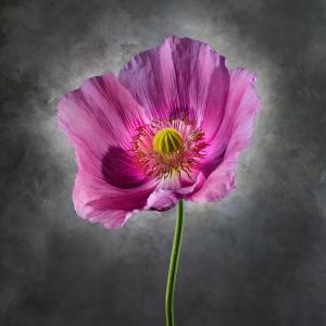 Papaver Somniferum 06B