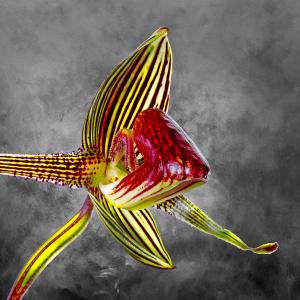 Paphiopedilum Rothschildianum