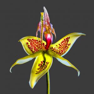 Embreea Rodigasiana