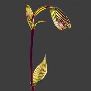Paphiopedilum Rothschildianum