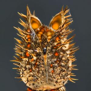 Negrepelisser Collections 0801 A