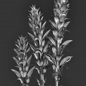 Acantus hungaricus