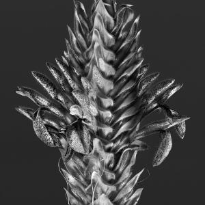 Aphelandra flava 01 D