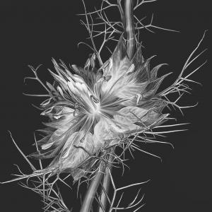 Nigella 18094