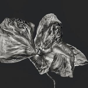 Rosemary 01