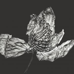 Rosemary 03