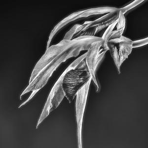Schombolaelia marilyn