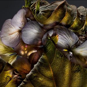 Hydrangea 01C