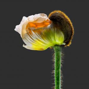 Mohn Sinn 010821 B