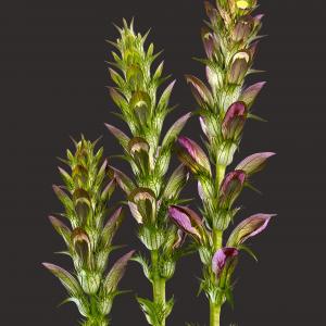 Acantus Hungaricus 02B