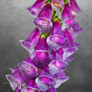 Digitalis Purpurea Fingerhut 01