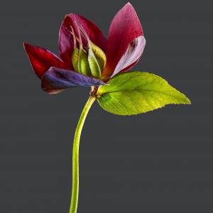 Helleborus X hybridus 01