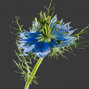 NIgella Damascena