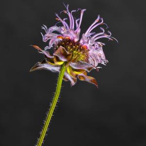 FS 01