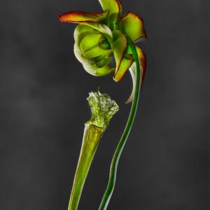Sarracenia Leucophylla Raf. Sarraceniaceae USA 01
