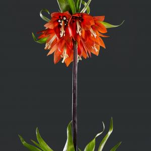 Fritillaria Imperialis 