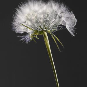 Umbrella Flower 012296