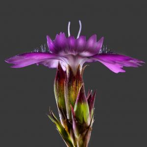 Dianthus carthusianorum