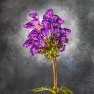 Labiatae Prunella grandiflora