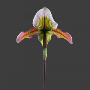 Paphiopedilum barbatum