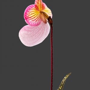 Paphiopedilum micranthum