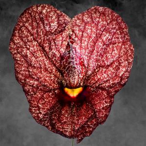 Aristolochia Gigantea 11 N-A