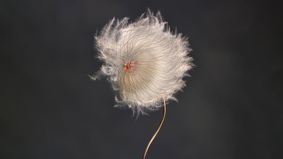 Clematis Revival 0101