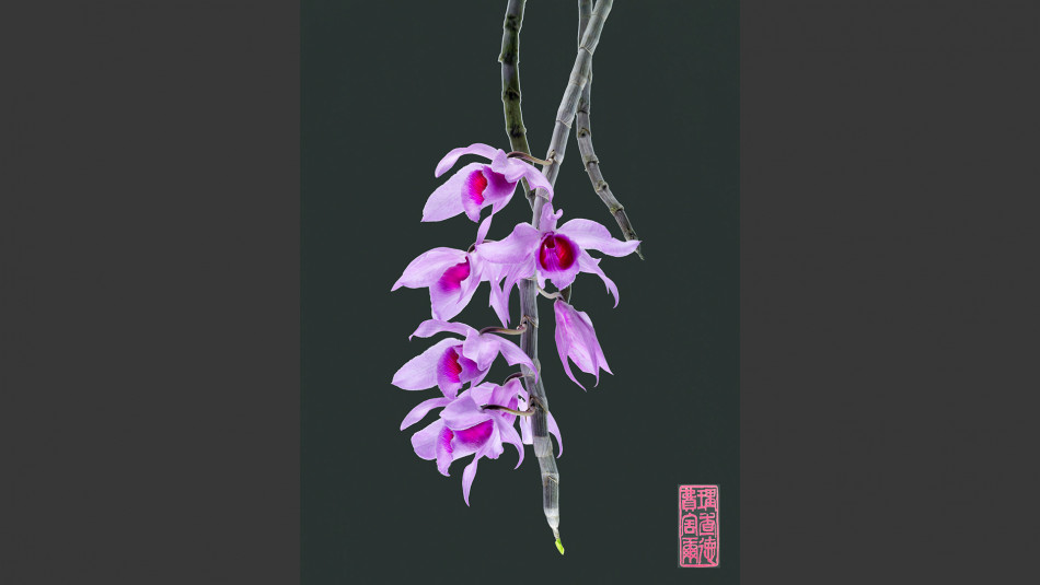 Dendrobium Anosmum