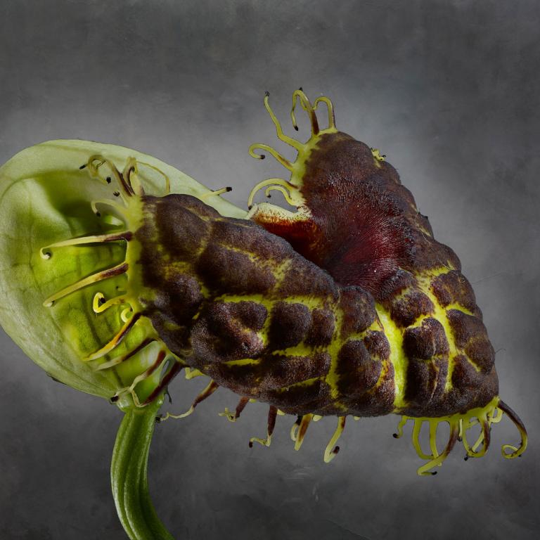 Aristolochia Fimbriata