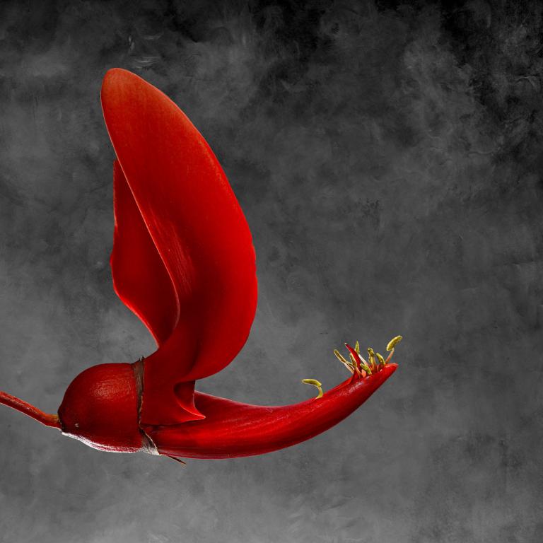 Erythrina Cristagalli