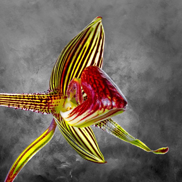 Paphiopedilum Rothschildianum